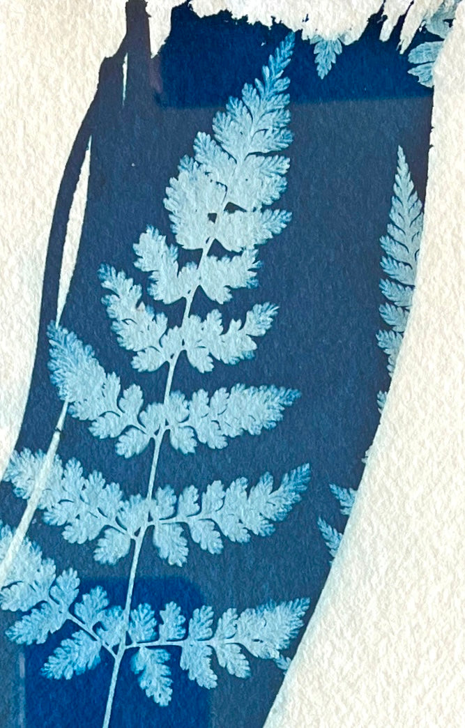 "Graphic Fern" Original Cyanotype in Brass Frame