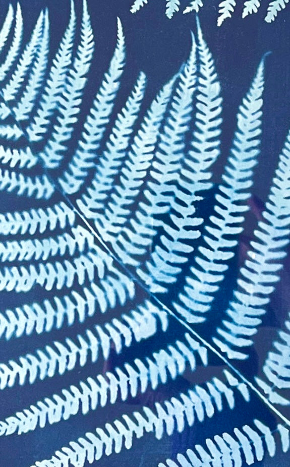 "Large Double Fern" Original Cyanotype Framed in Oak