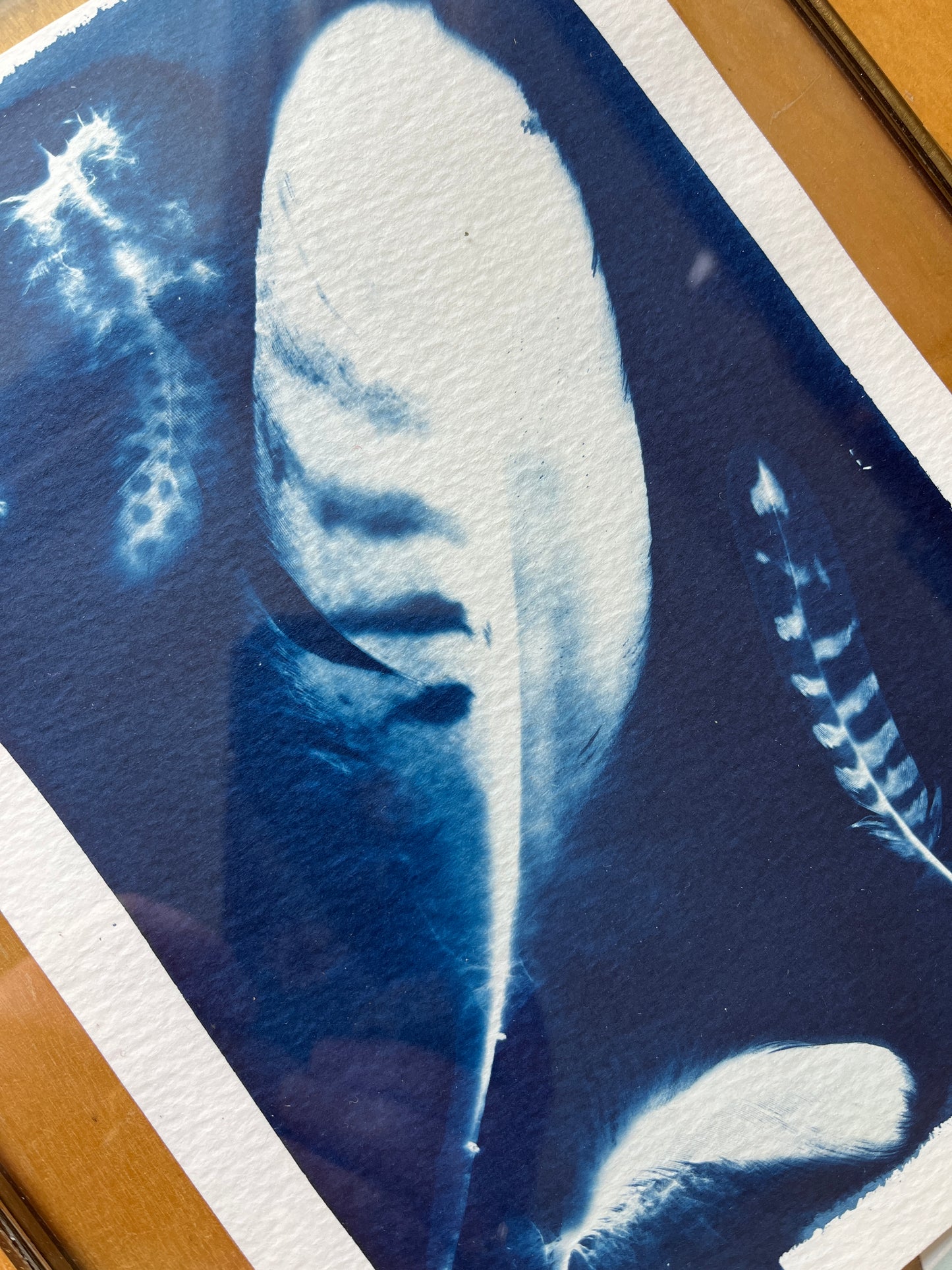 "Floating Feathers" Original Cyanotype in Brass Frame