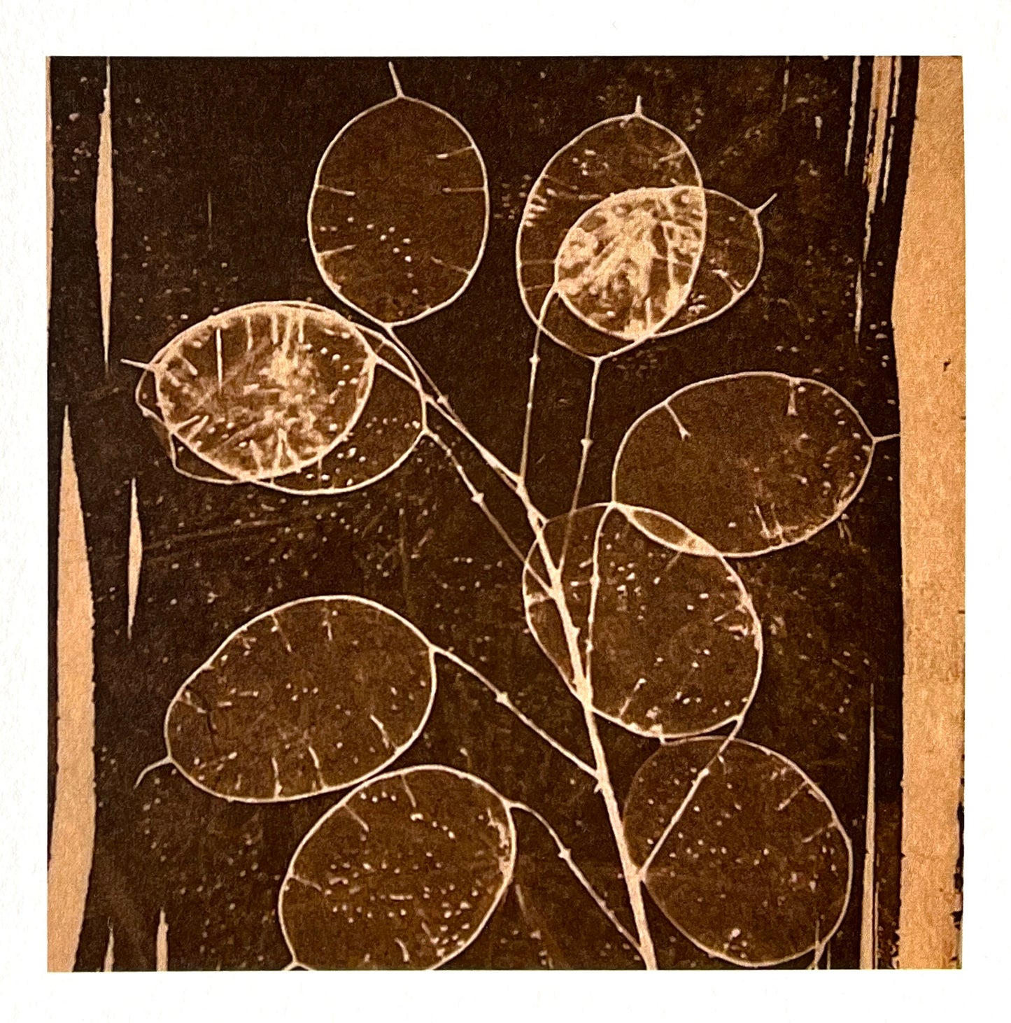 Card - Honesty Sepia- Toned Cyanotype. Catriona Orr.