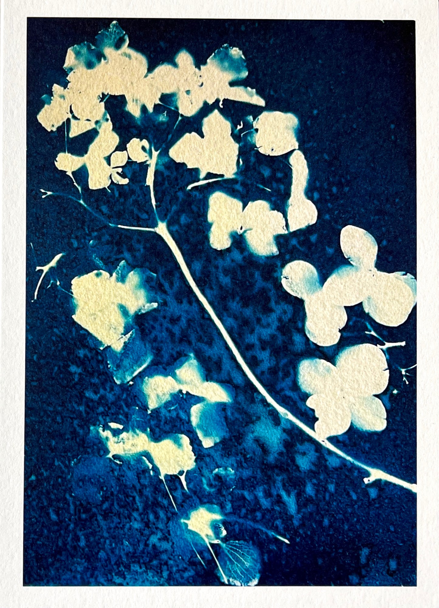 Card - Hydrangea. Original Wet Cyanotype. Catriona Orr.