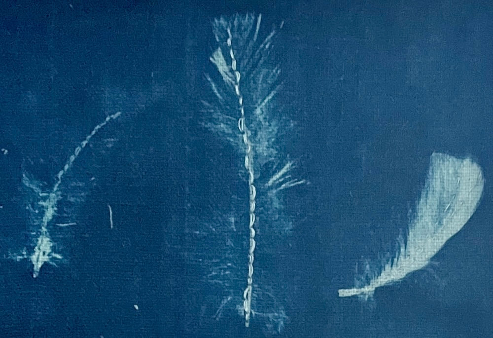 Original Cyanotype "3 Argentinian Feathers" by Catriona Alison Orr
