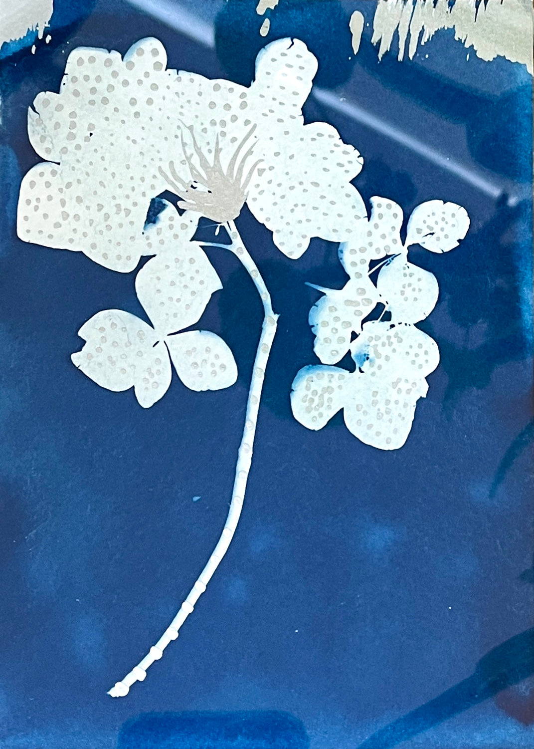 "Hydrangea" - Original Cyanotype