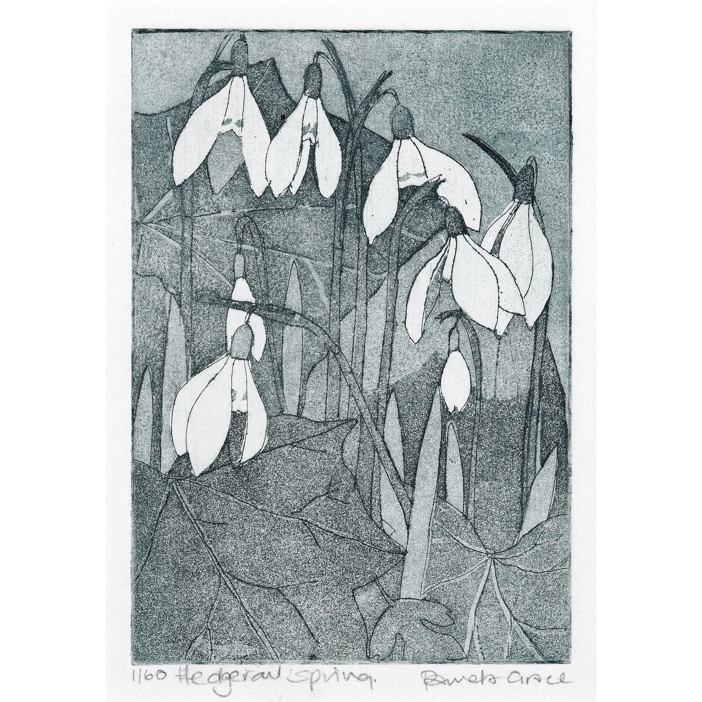 Framed print "Snowdrops"