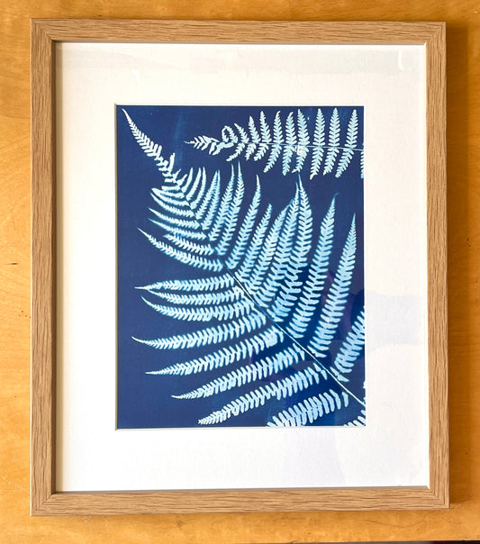 "Large Double Fern" Original Cyanotype Framed in Oak