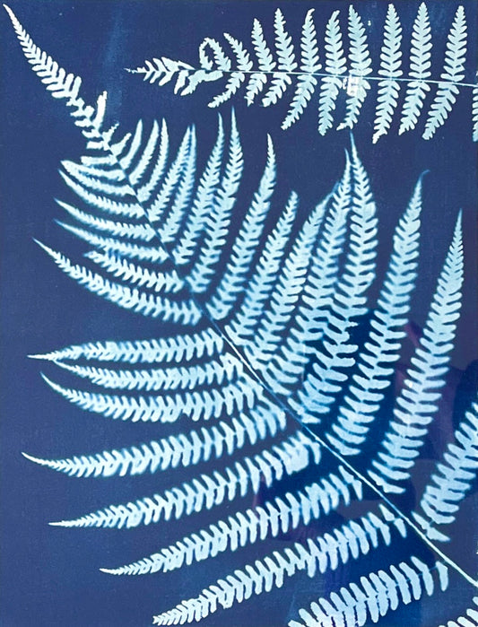 "Large Double Fern" Original Cyanotype Framed in Oak
