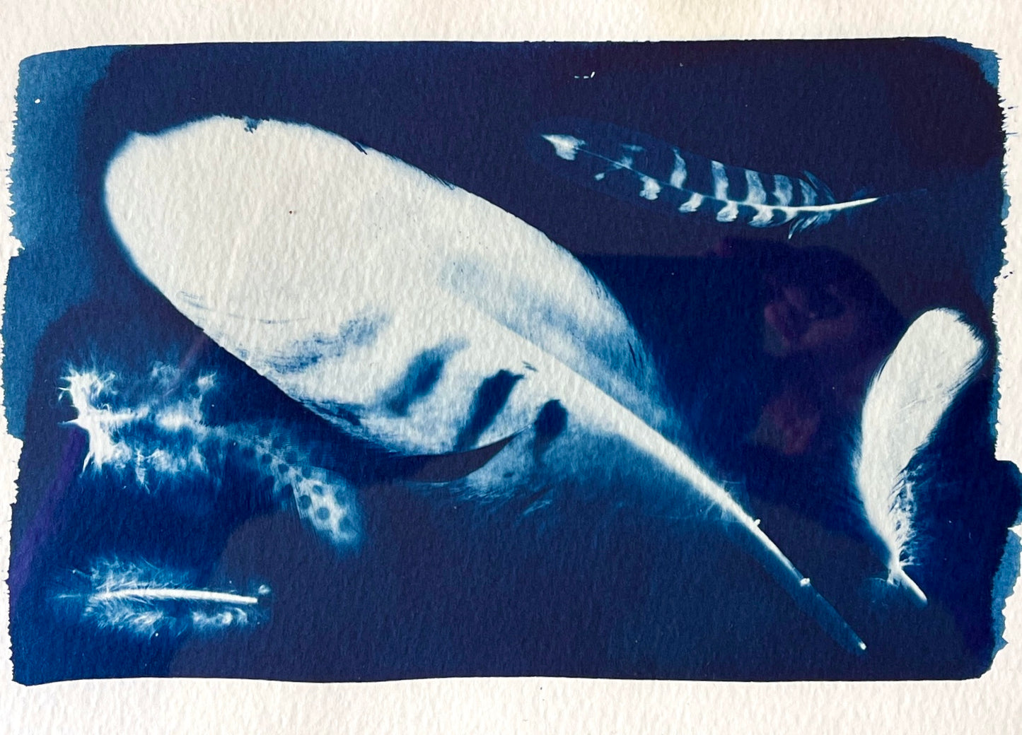 "Floating Feathers" Original Cyanotype in Brass Frame
