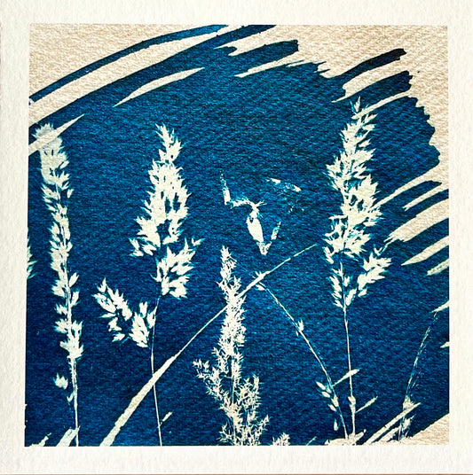 Card - Breezy Grasses - Cyanotype. Catriona Orr.