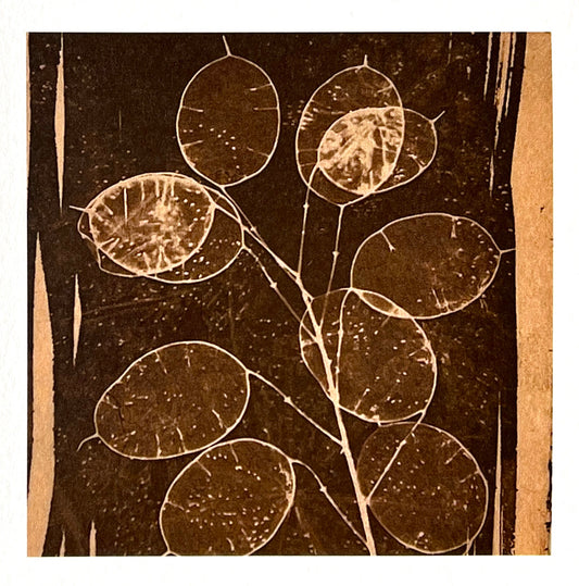 Card - Honesty Sepia- Toned Cyanotype. Catriona Orr.