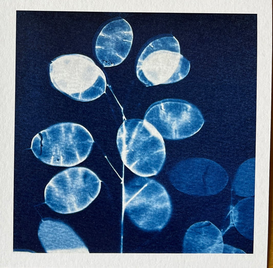 Card - Honesty Blue- Cyanotype. Catriona Orr.