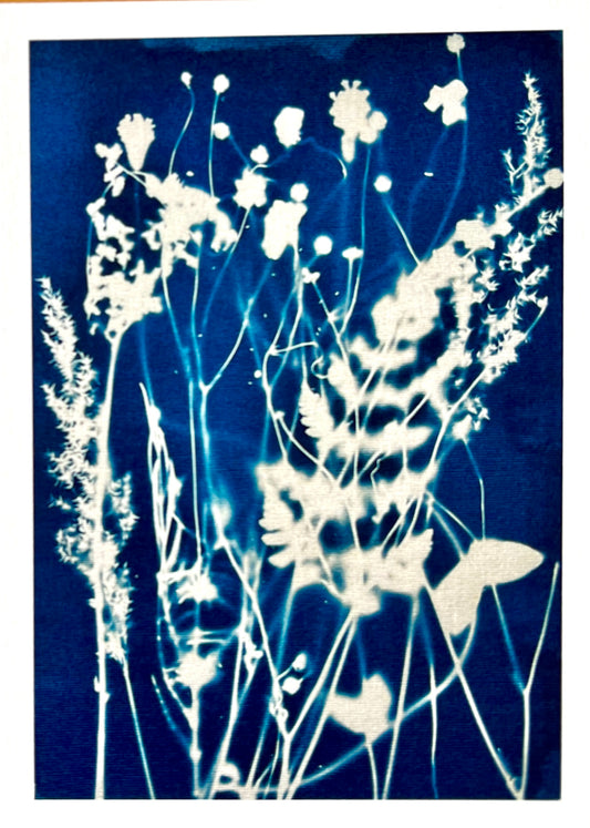 Card - Hedgerow in Bloom. Original Cyanotype. Catriona Orr.