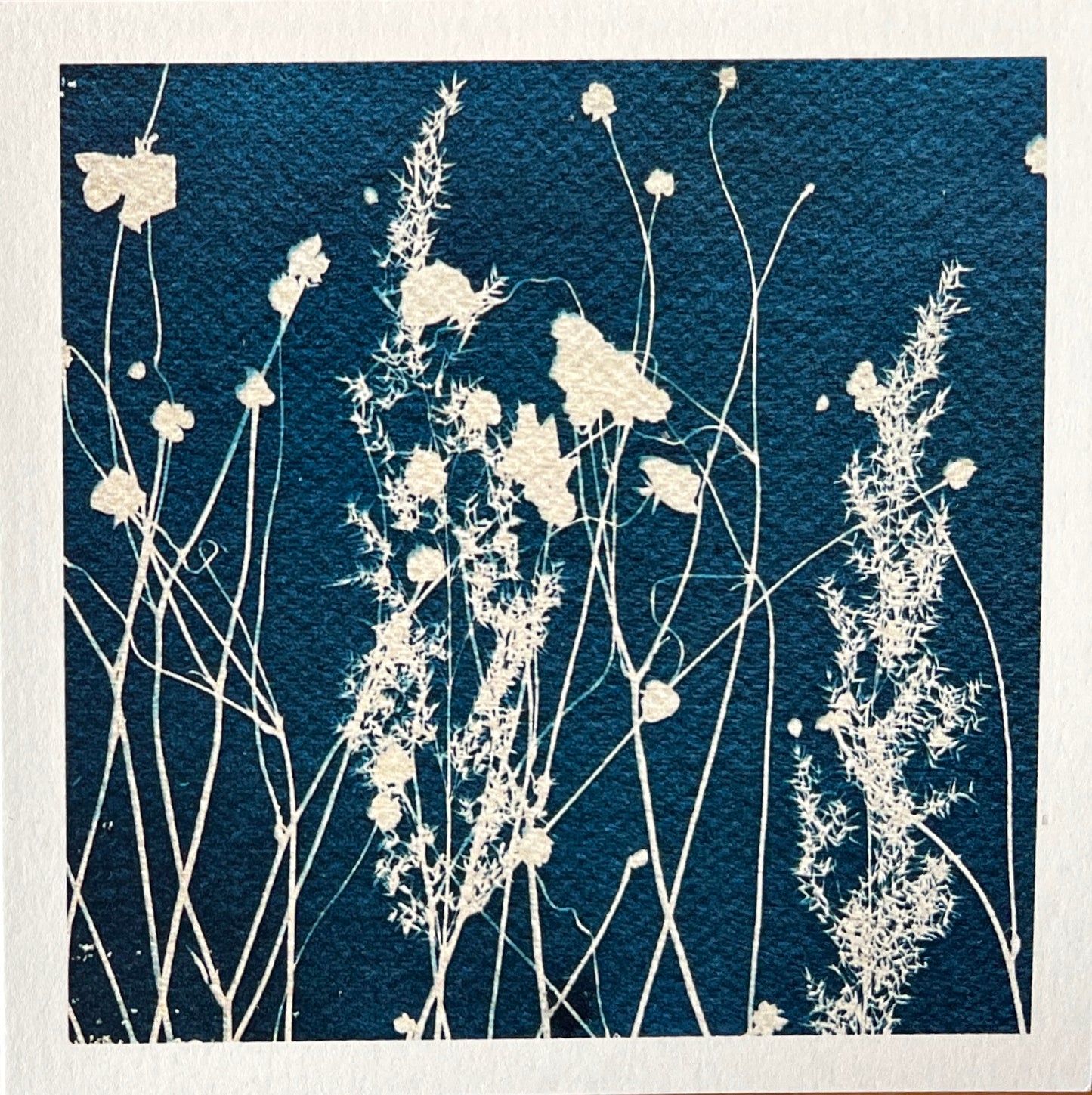 Card - Wild Meadow - Cyanotype. Catriona Orr.