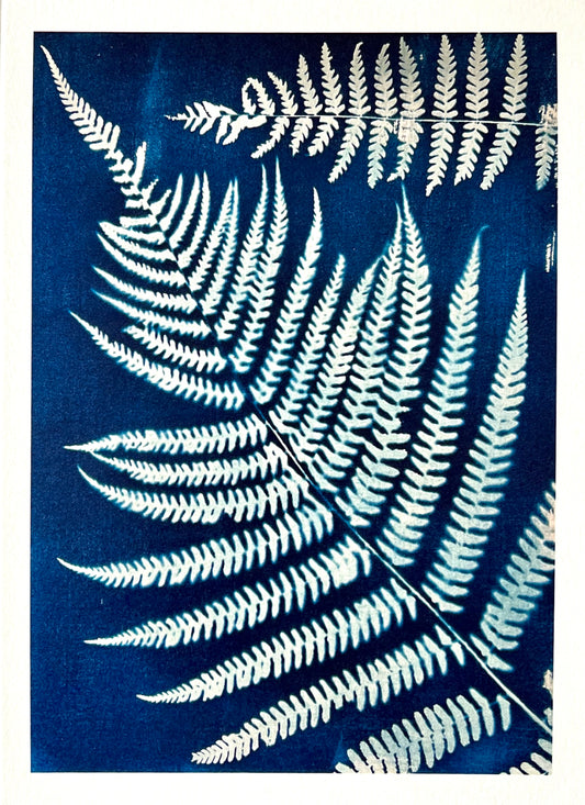 Card - Ferns. Original Cyanotype. Catriona Orr.