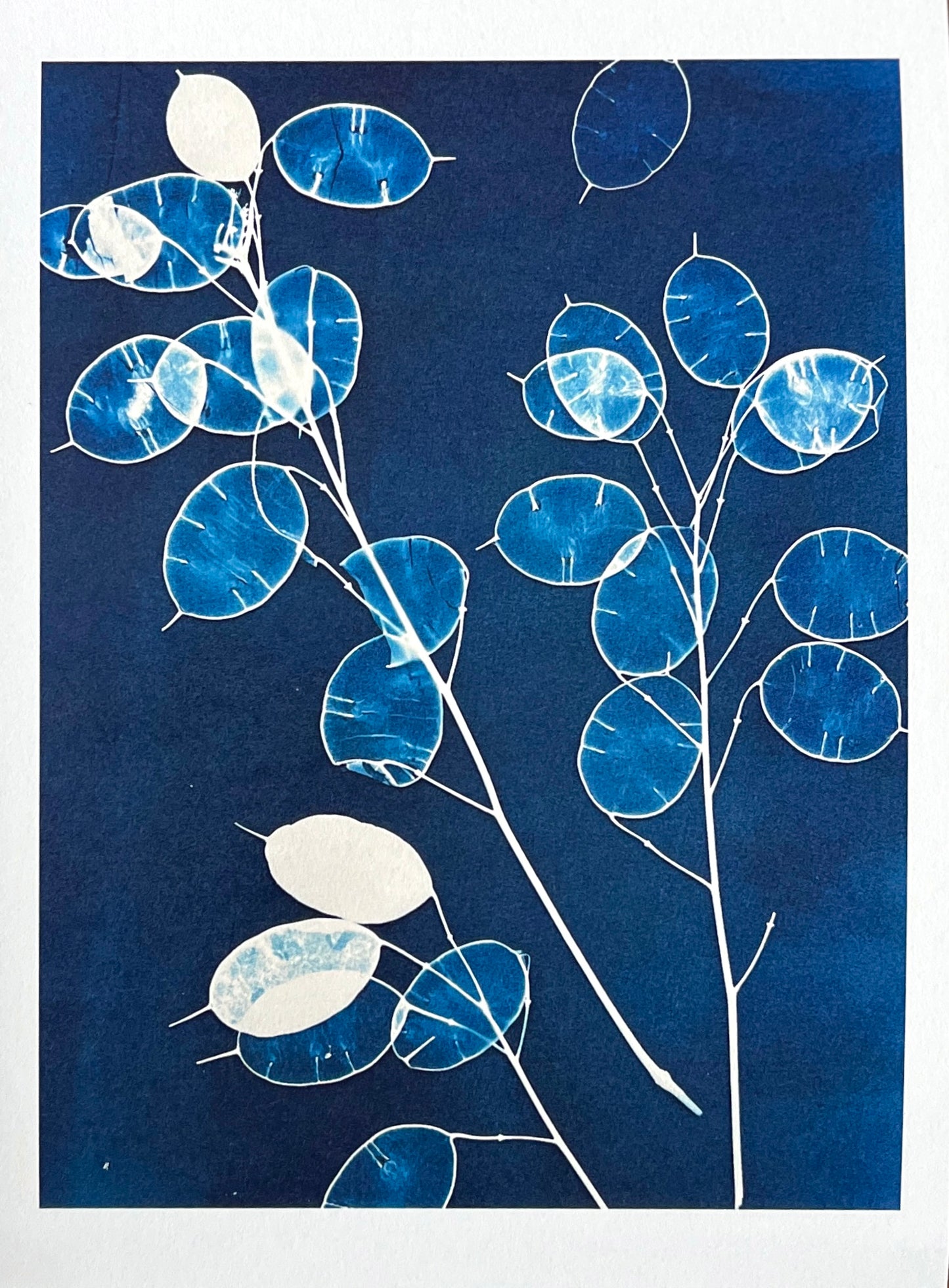 Card - Honesty. Original Cyanotype. Catriona Orr.