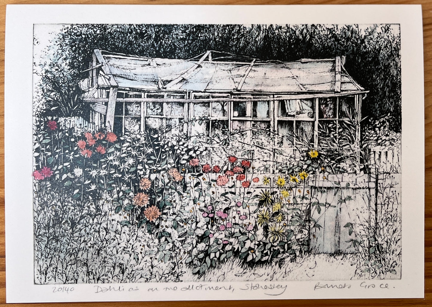 Card - Dahlias on the allotment, Stokesley. Pamela Grace.