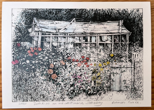 Card - Dahlias on the allotment, Stokesley. Pamela Grace.