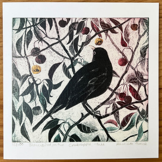 Card - Blackbird in the crabapple tree- Etching. Pamela Grace.