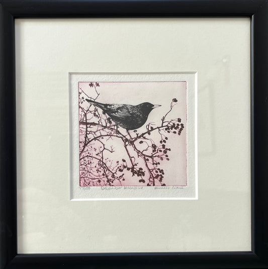 Framed print "December Blackbird" by Pamela Grace