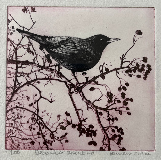 Framed print "December Blackbird" by Pamela Grace