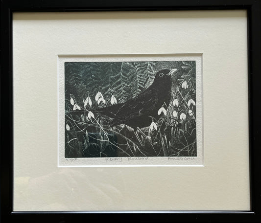 Framed print "February Blackbird" by Pamela Grace