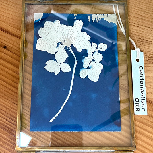 "Hydrangea" - Original Cyanotype