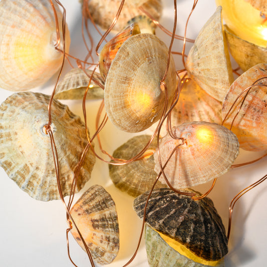 Limpet shell lights