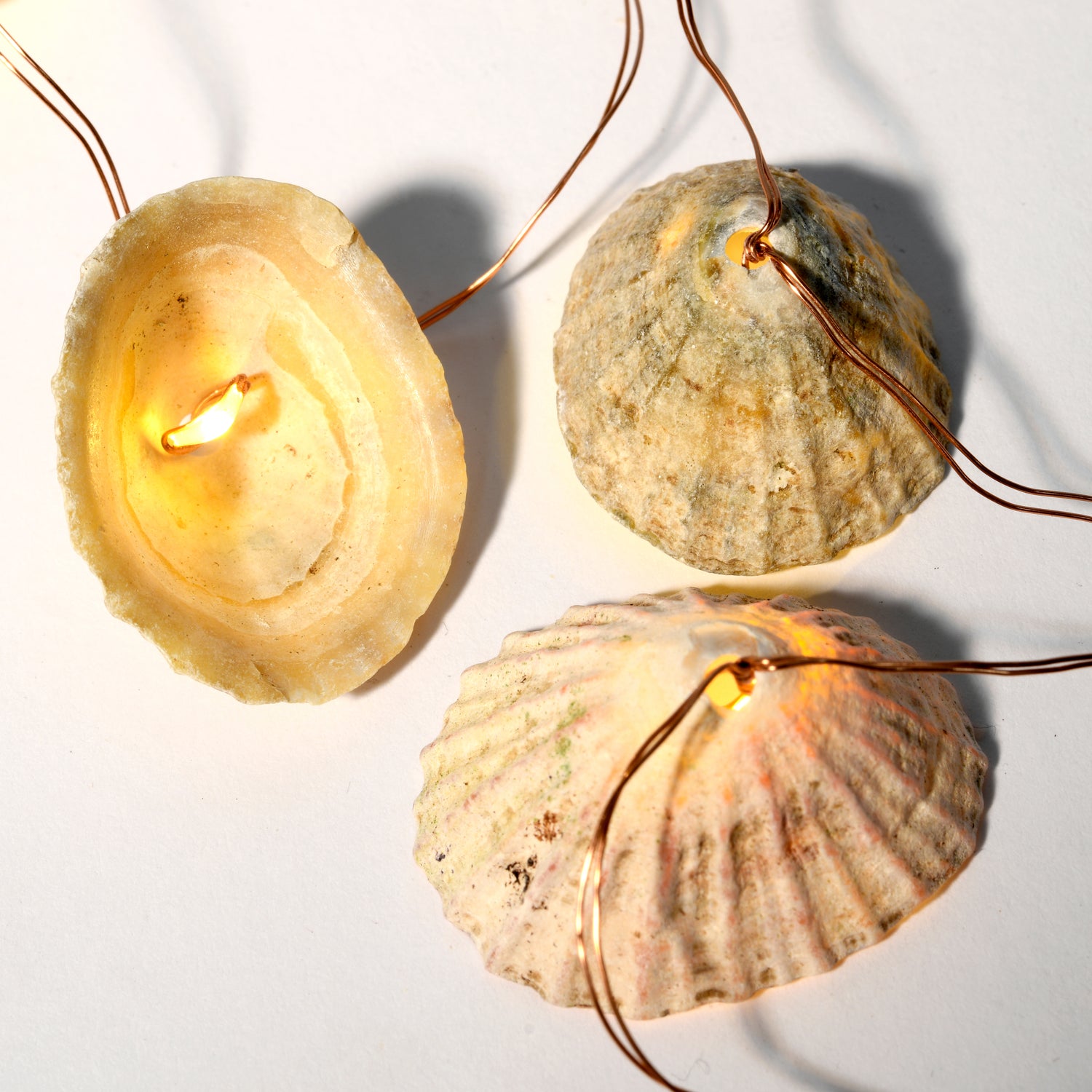Limpet shell lights